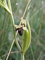 Ophrys insectifera