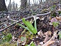 Orchis purpurea Germany - Weingarten (Baden)