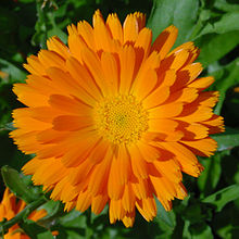 Calendula K.JPG