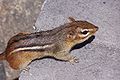 Eastern Chipmunk