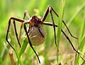 female carrying egg sac