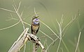 * Nomination The Bluethorat bird in manohara bhaktapur nepal, it migrates to nepal in summer from europe. By User:Prasan Shrestha --Nabin K. Sapkota 07:11, 31 March 2024 (UTC) * Promotion  Support Ok. --Sebring12Hrs 16:09, 8 April 2024 (UTC)