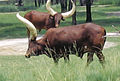 Category:Watusi cattle