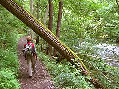 Bode Gorge, Harz mountains