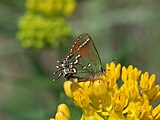 Adult, ventral view of wings.