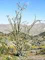 Santa Rosa Mountains (California) above Palm Desert (March)