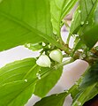 leaves and buds