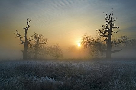 Oaks in the Rogalin Landscape Park, by user:Ferb1972