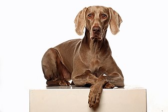 "Studioaufnahme_eines_Weimaraners.jpg" by User:Holger müller