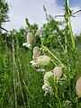 Silene vulgaris (Taubenkropf-Leimkraut)