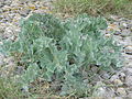 Rosette leaves