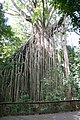 Curtain Fig Tree, Yungaburra, Queensland, Australia