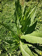 Dipsacus fullonum 135961624.jpg