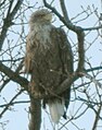 Tofutsu rake, Abashiri, Hokkaido, Japan (low resolution)