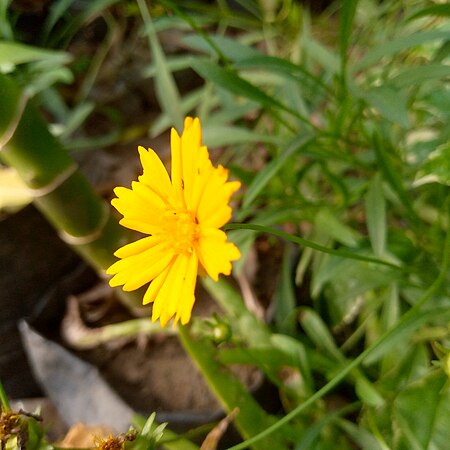 Helianthus maximiliani, commonly known as Maximilian sunflower. Photo by Jeremyida002