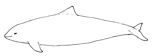 Phocoena phocoena.svg