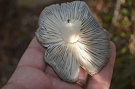 Tricholoma terreum 104247097.jpg