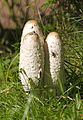   Shaggy Ink Cap (Coprinus comatus)