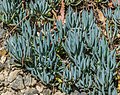 * Nomination Senecio serpens in Dunedin Botanic Garden, Dunedin, New Zealand. --Tournasol7 06:54, 5 April 2018 (UTC) * Promotion Good quality. --Jacek Halicki 07:53, 5 April 2018 (UTC)