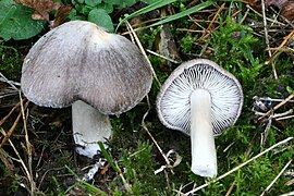 Tricholoma terreum 20061105wa.jpg