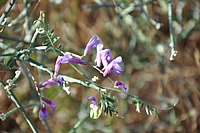 Vicia onobrychioides