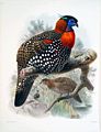 Western horned Tragopan in Kashmir