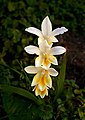 Image 101Inflorescence of Freesia leichtlinii