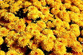 Chrysanthemum (Garden Mums)