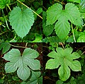 Thumbnail for File:Humulus lupulus 012.jpg