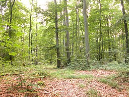 mixend forest, Bliesgau, Germany