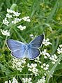 Didysis melsvys Polyommatus amandus, male