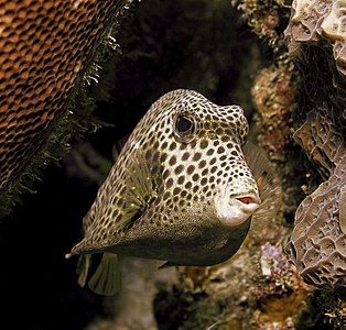 Lactophrys bicaudalis (Spotted Trunkfish)