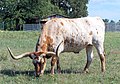 Category:Texas longhorn cattle