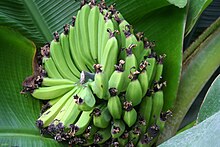 Bananas (11983481393).jpg