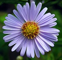 aster (Aster tataricus)