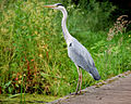 Ardea cinerea (cat.)