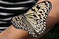 Paper Kite attracted to black & white, Monsanto Insectarium.