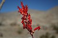 Anza-Borrego Desert State Park