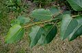 Leaves, cultivated