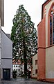 Höchste Thuja im Freiburger Stadtgebiet