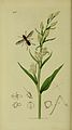 Cephalanthera damasonium Sargus bipunctatus Folio 305 in: John Curtis British Entomology vol. 8 (1824-1840)