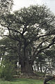 'Cedars of God', Lebanon