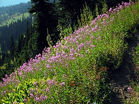 Glacier Peak Wilderness