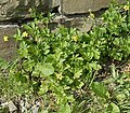 Potentilla neumanniana