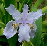 Iris wattii