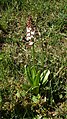 Orchis purpurea Germany - Rheinwald bei Forchheim (Baden)