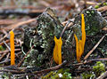 Lipnusis tampriagrybis Calocera viscosa