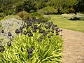 Agapanthus inapertus subsp. pendulus