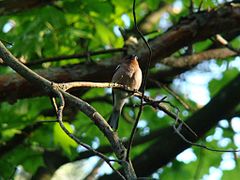 Chaffinch-Mindaugas Urbonas-1.jpg