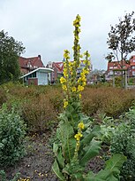 Flowering plant; Juist, Niedersachsen, Deutschland